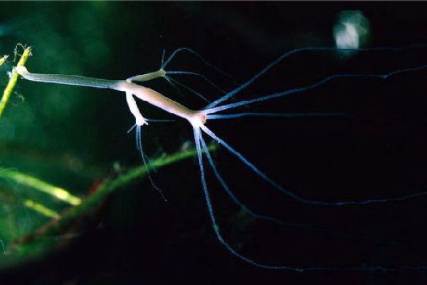Craken