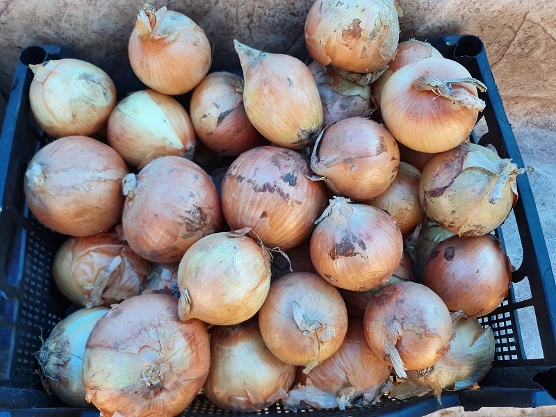 Kraken onion link
