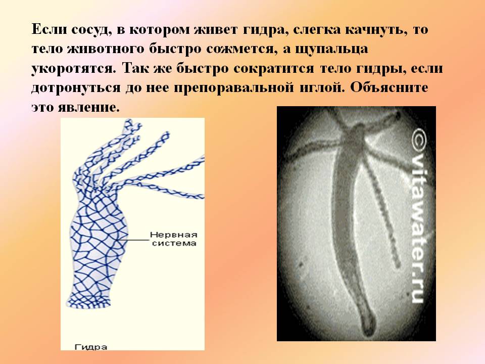 Кракен даркнет kraken014 com